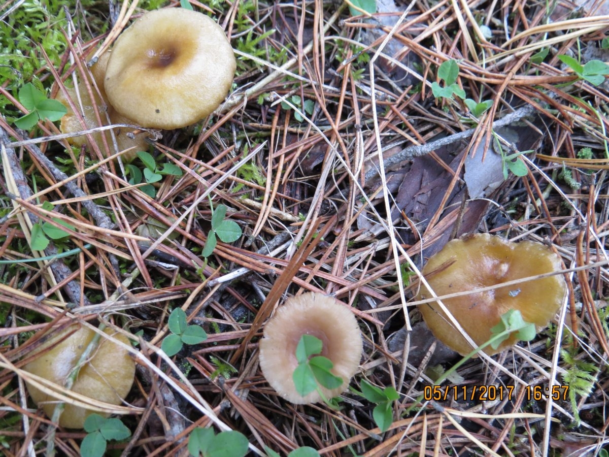 грибы белгородской области съедобные фото с названиями