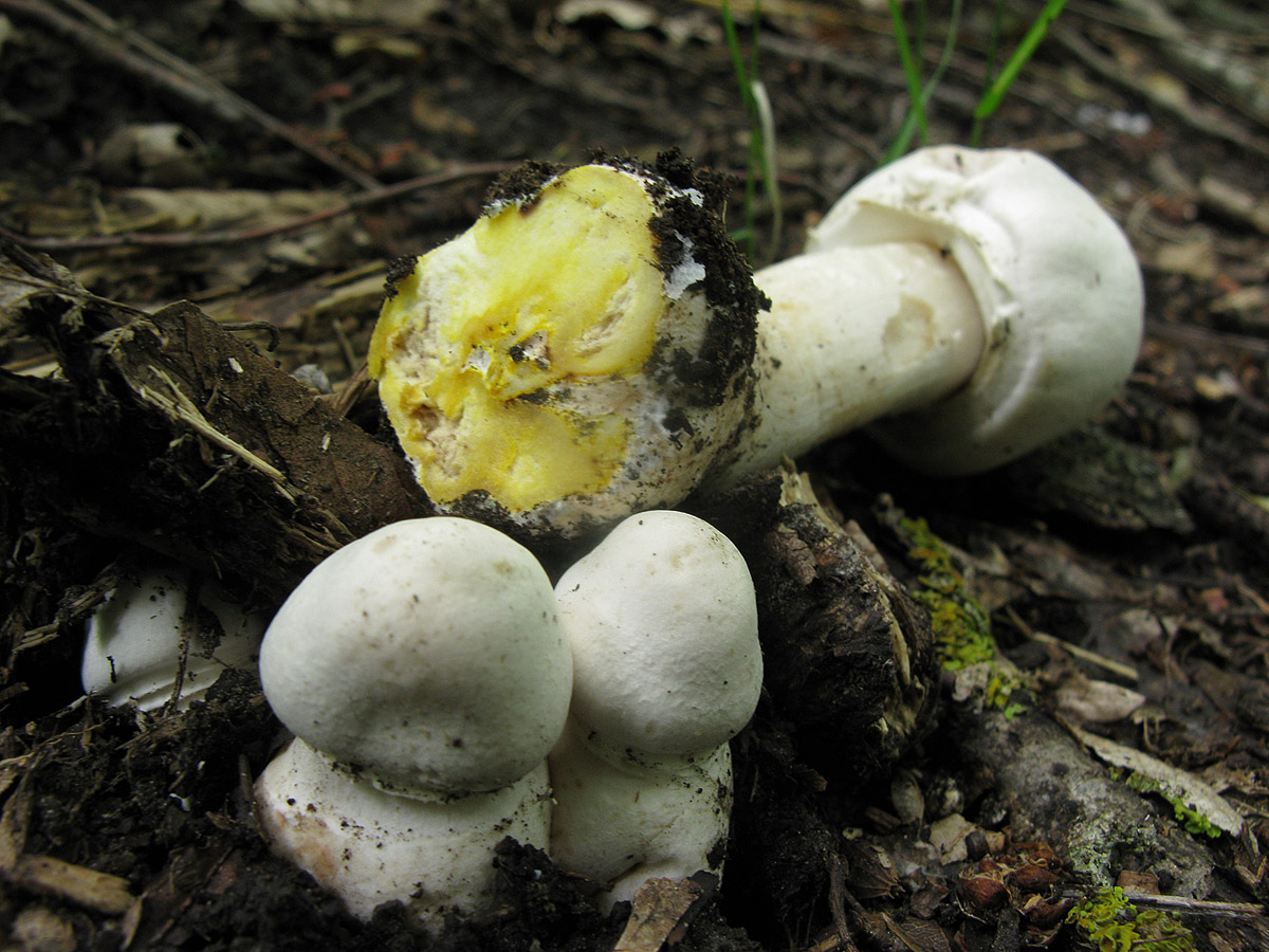 Шампиньон желтокожий грибы