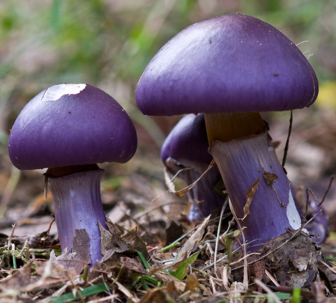 сиреневые грибы фото и их
