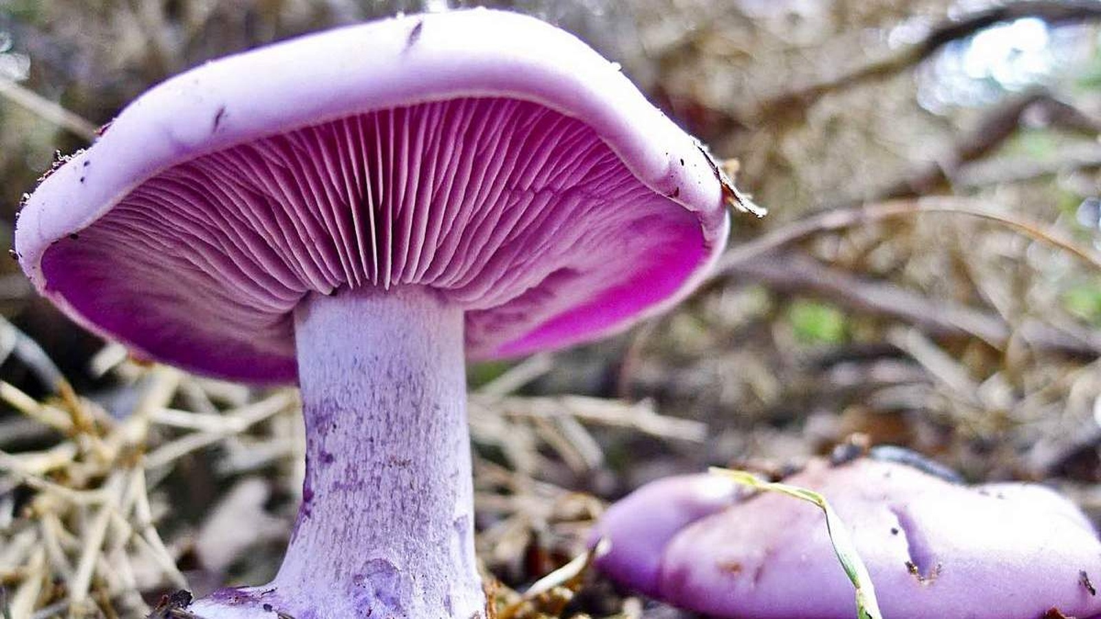 Слив Purple Mushroom