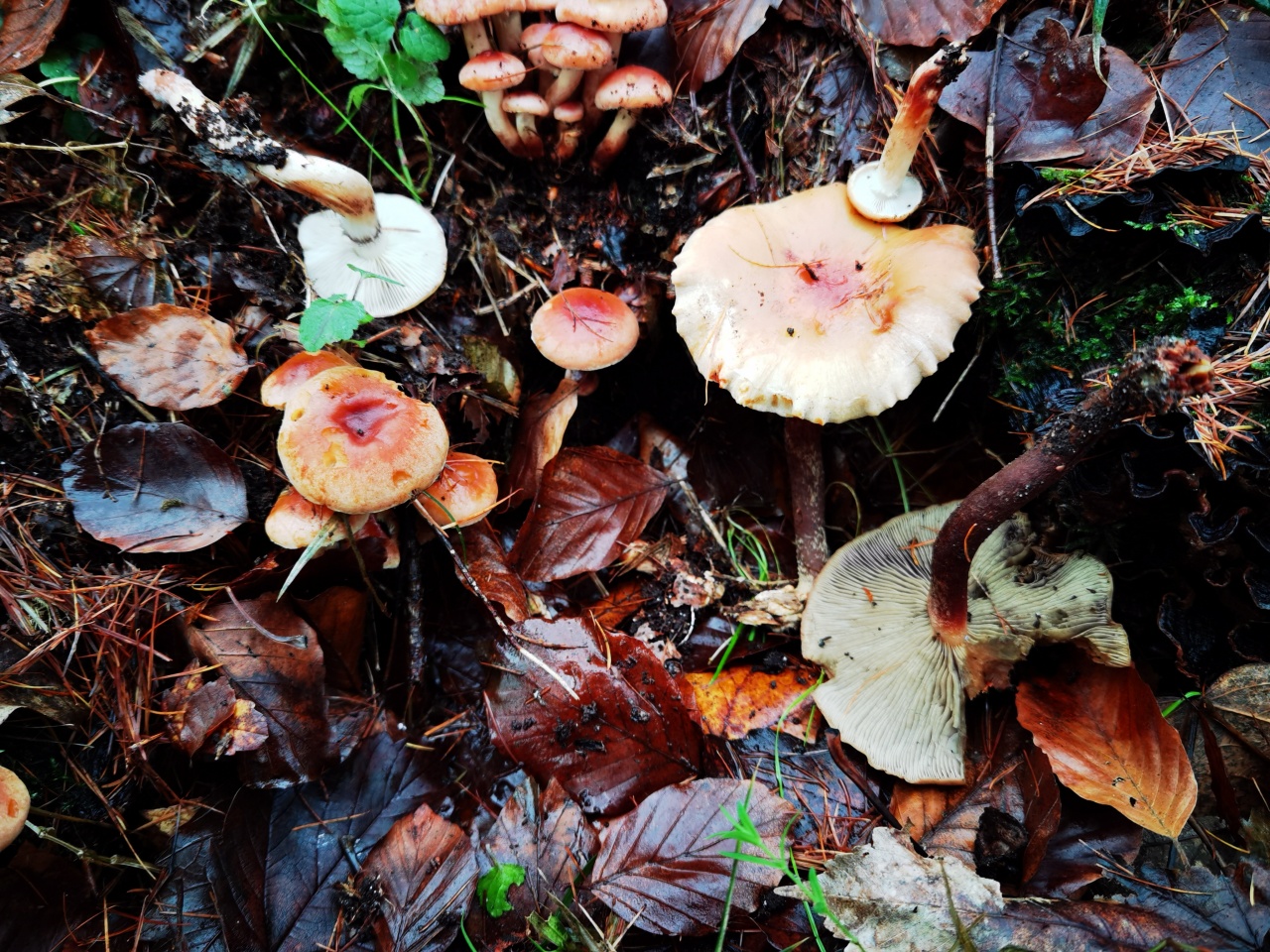 Осенние поздние грибы Всеволожский