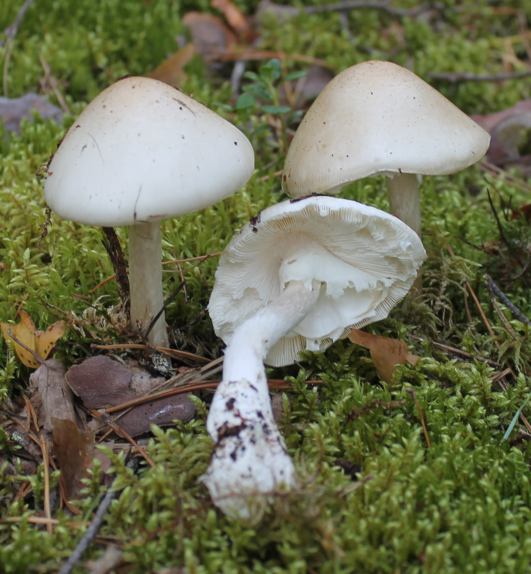 Фото гриба белый