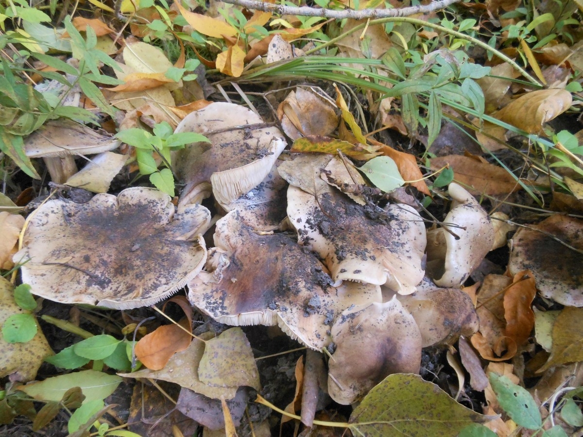 Tricholoma populinum гриб