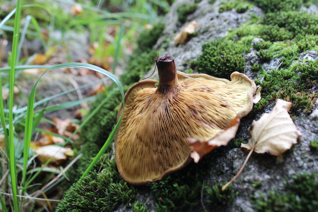 Валуны грибы фото