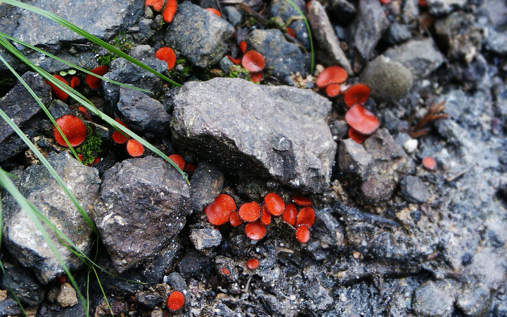 Грибы растущие на камнях