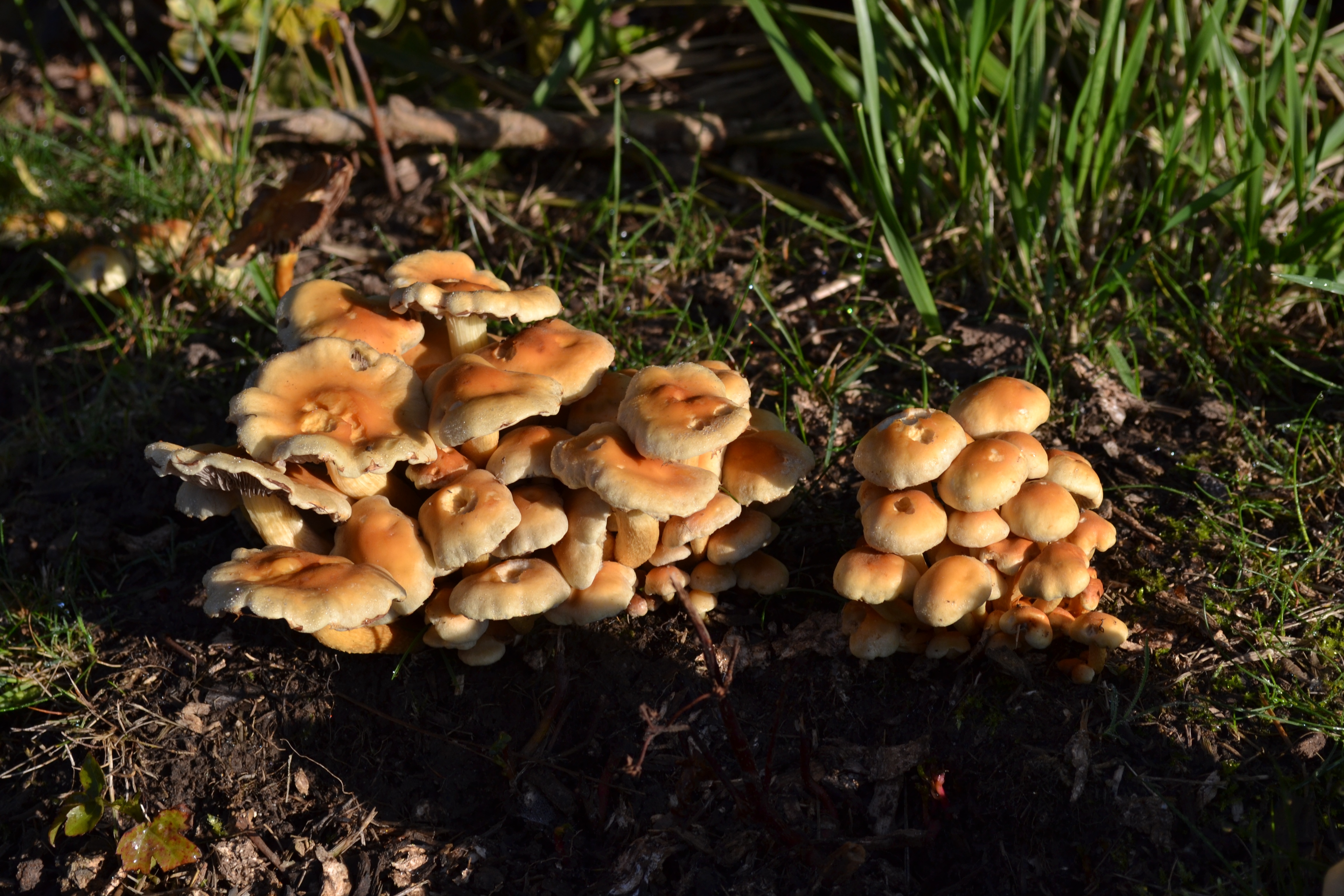 Показать осенние грибы съедобные
