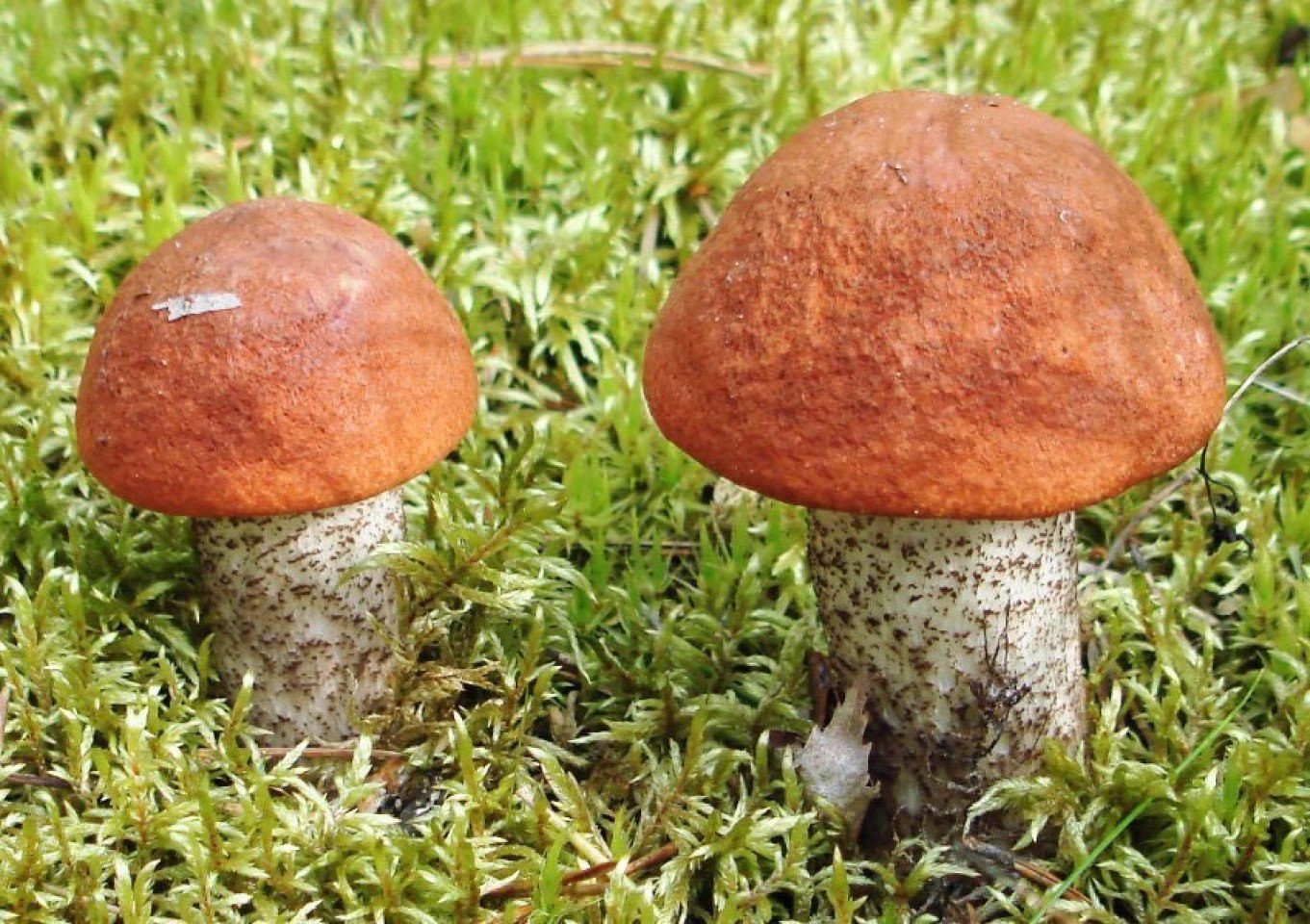 Съедобные грибы подосиновик