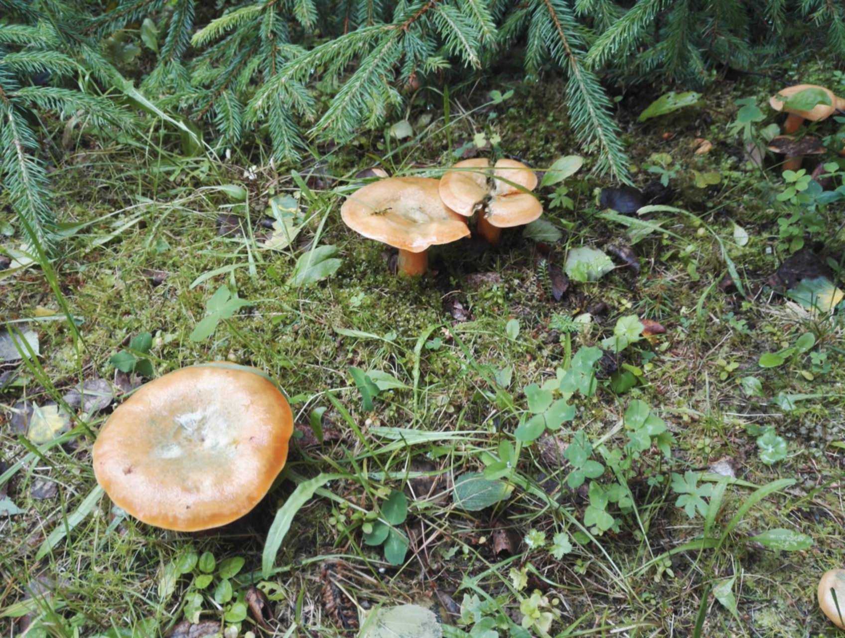 Ядовитые грибы Мурманской области