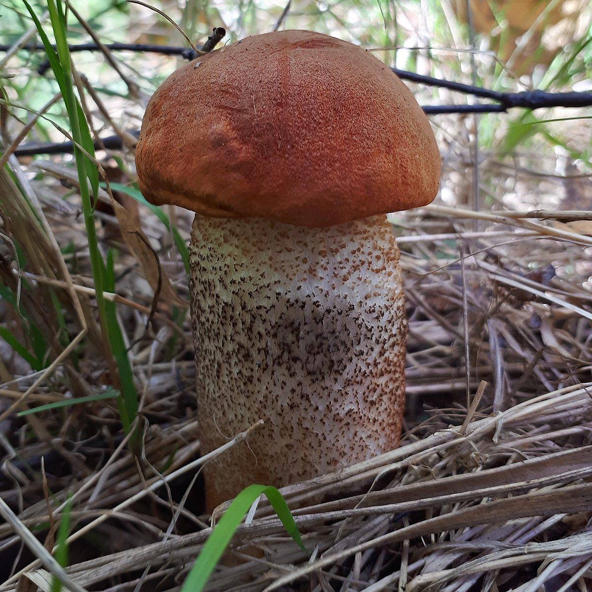 красноголовик гриб фото