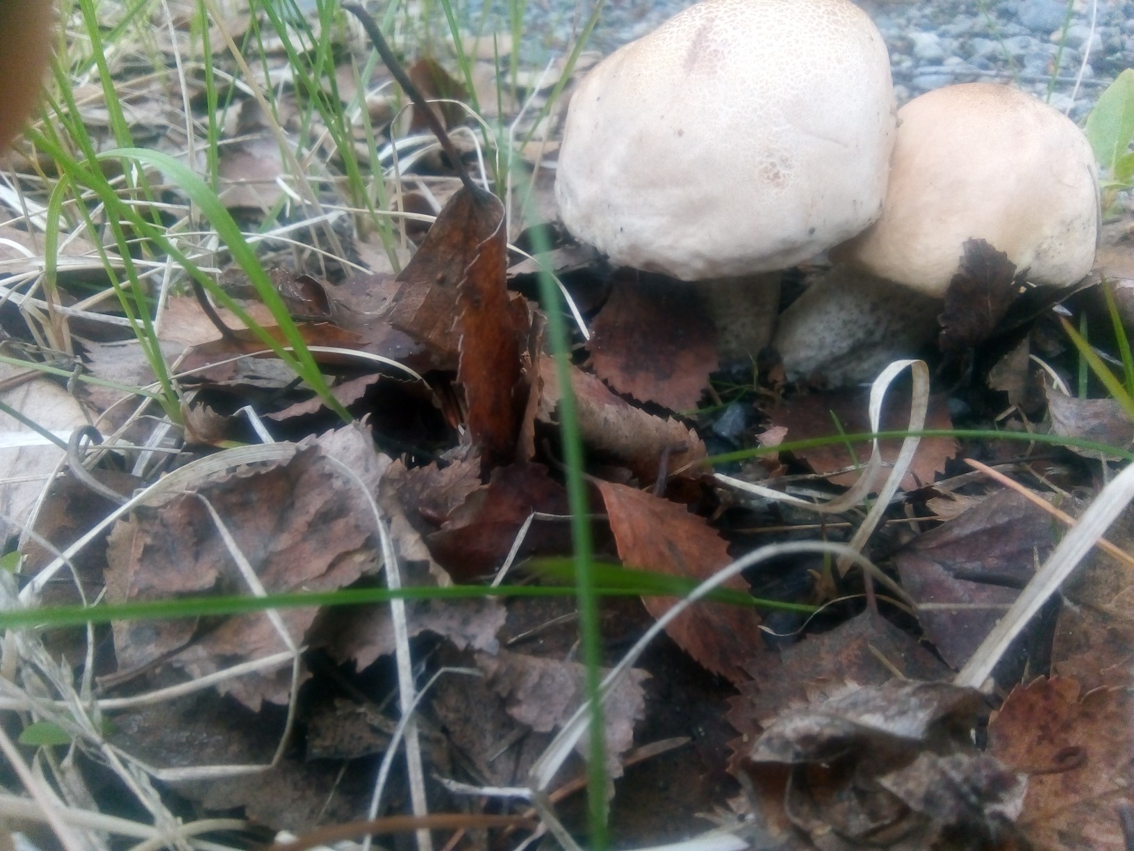 Кандалакша грибы