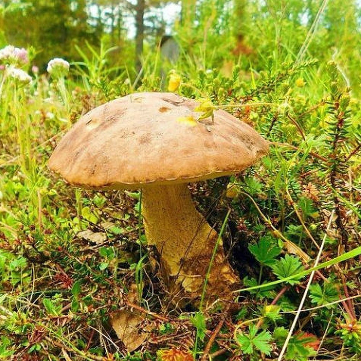Ядовитые грибы Мурманской области