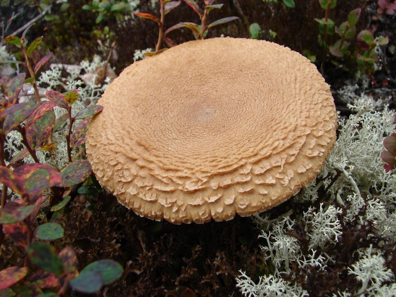 Съедобные грибы Мурманской области фото