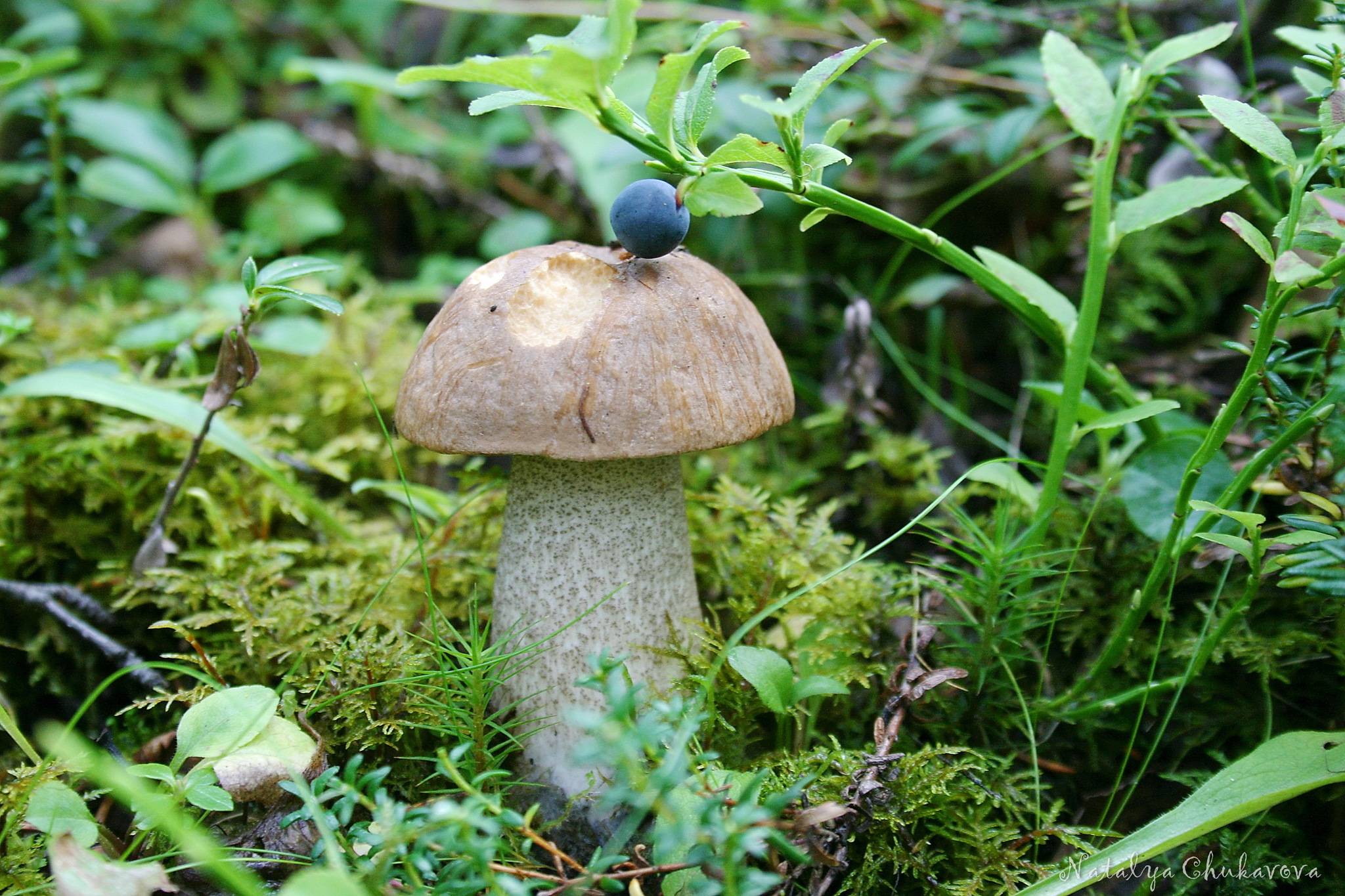 Несъедобные грибы Мурманской области