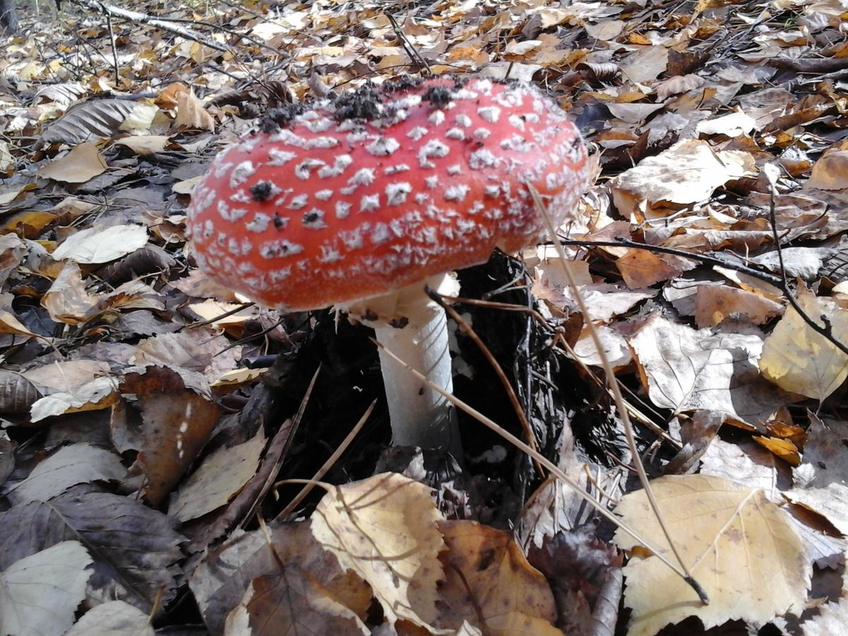 Несъедобные грибы Тамбовской области