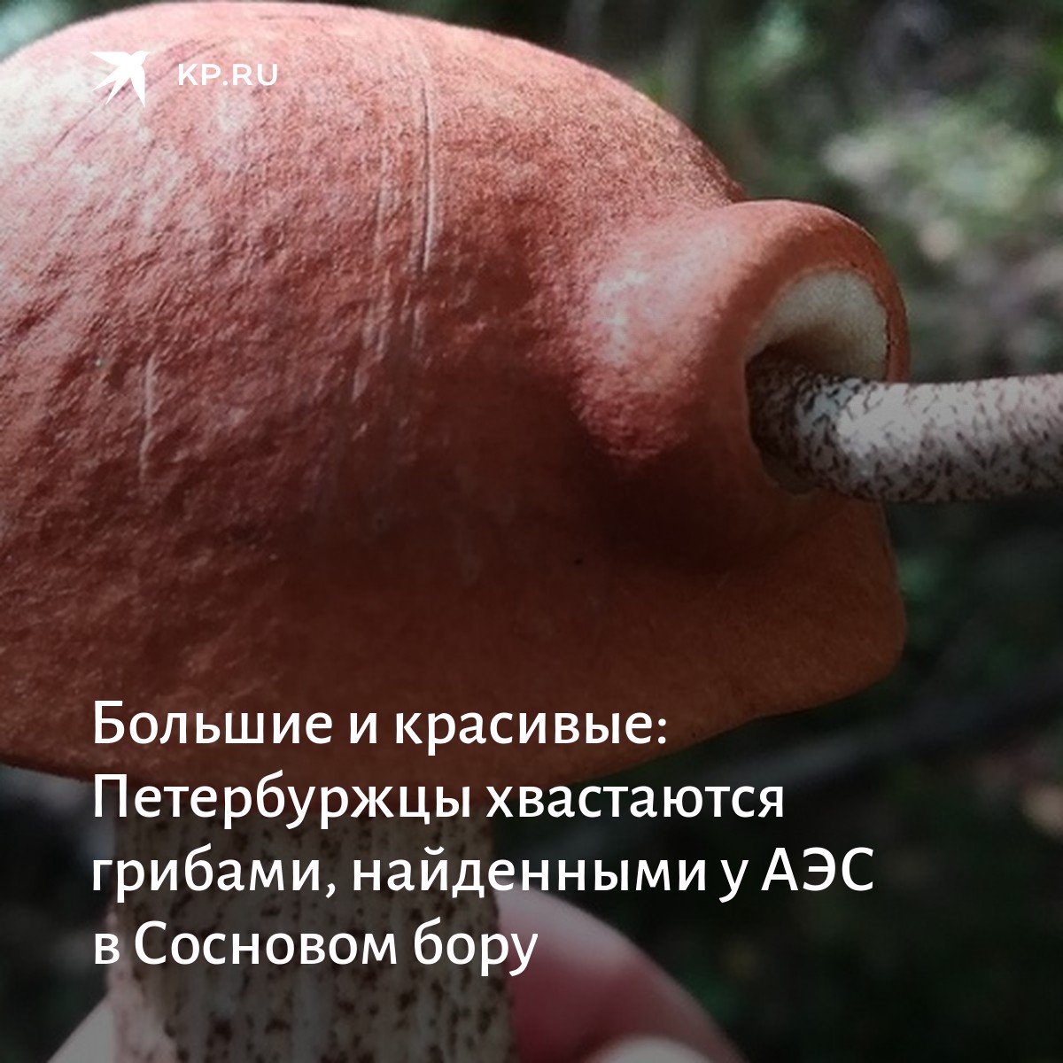 Big black dick with huge mushroom head