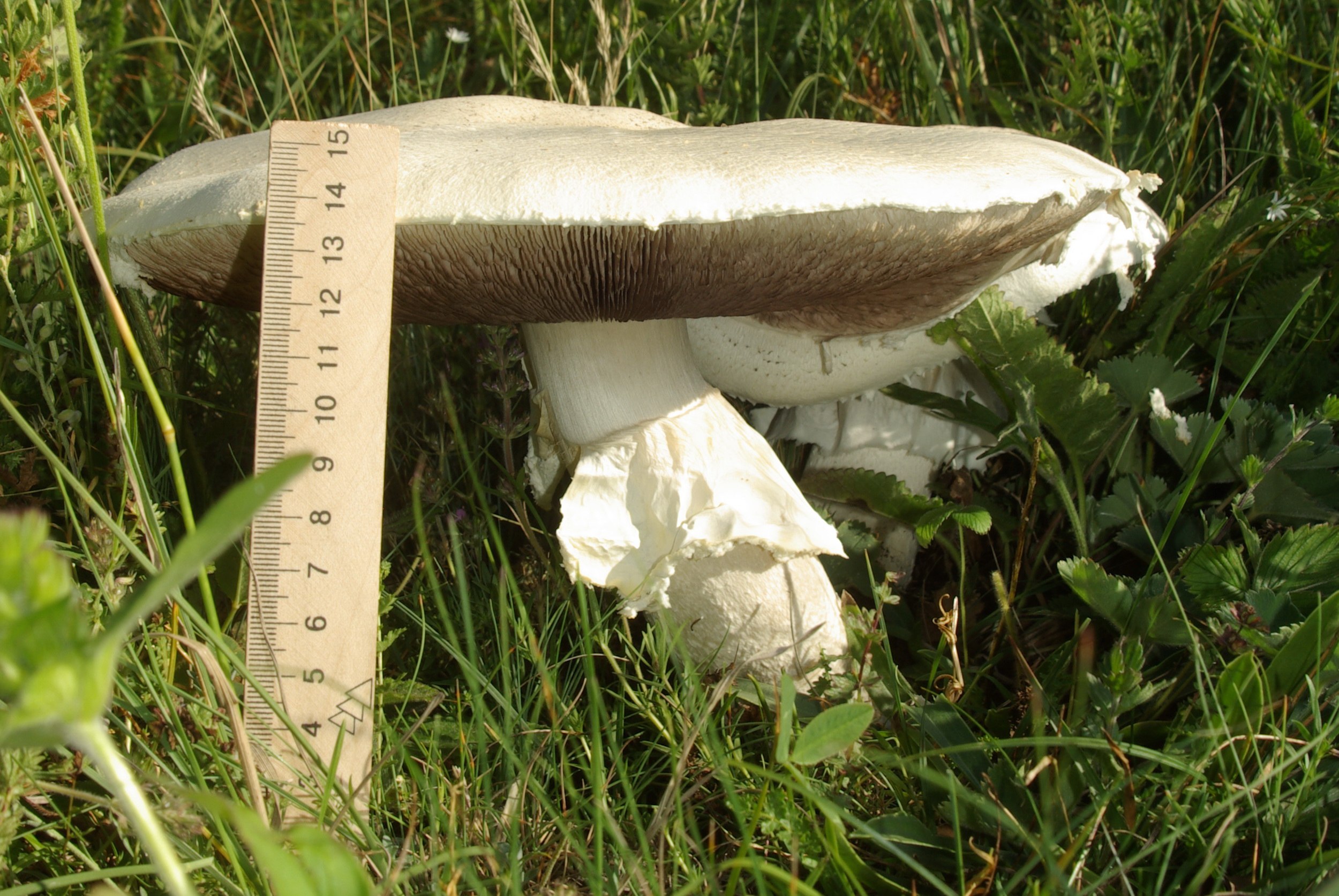 Белый горный гриб фото в крыму