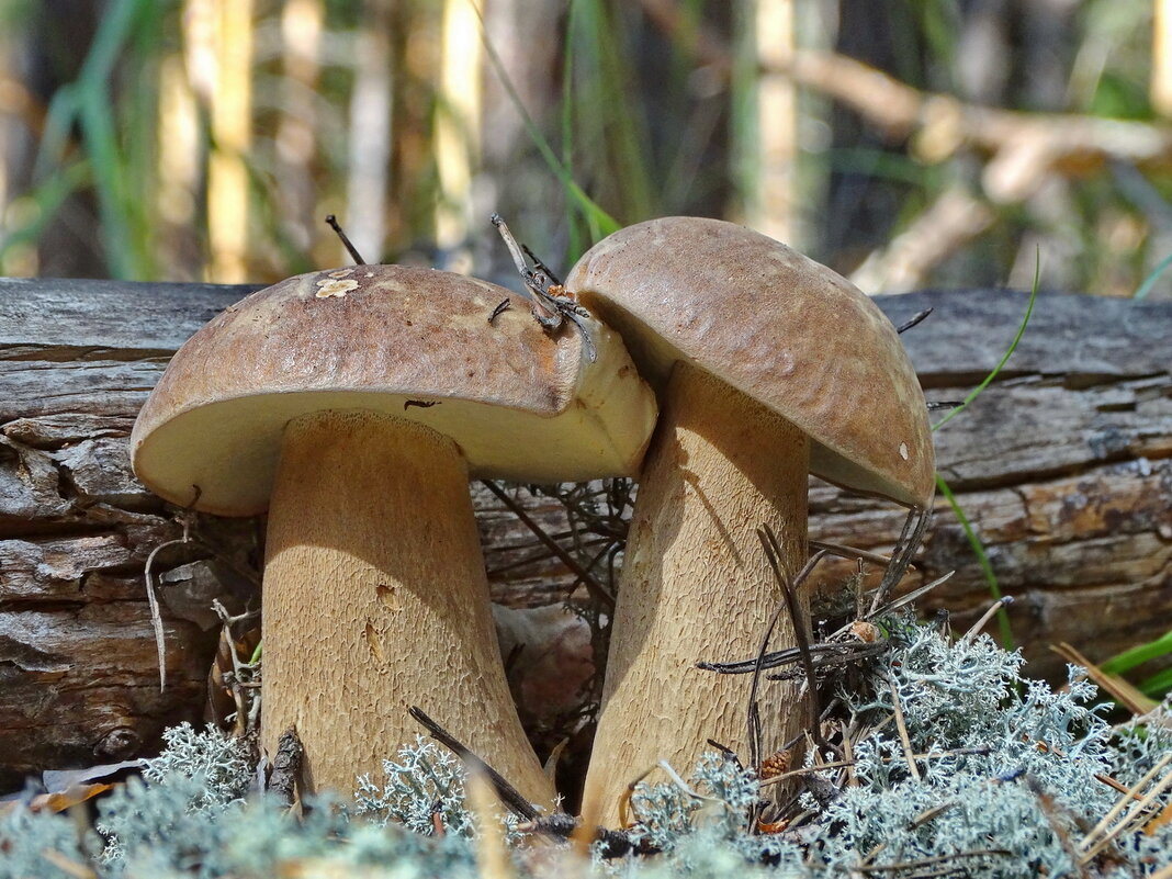 Белые грибы Алтайский край