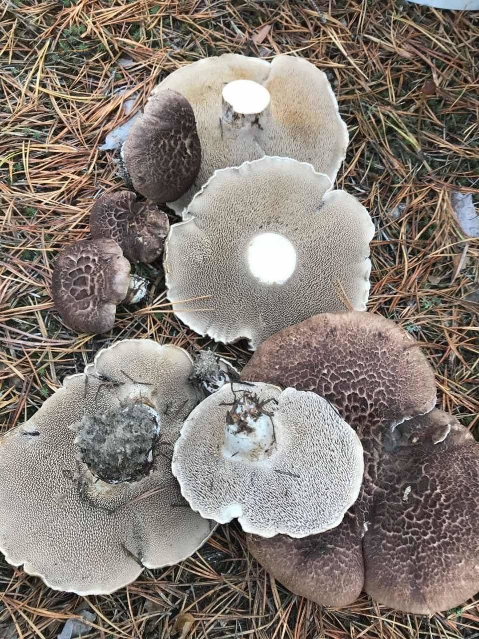 Как выглядит гриб ежевик фото