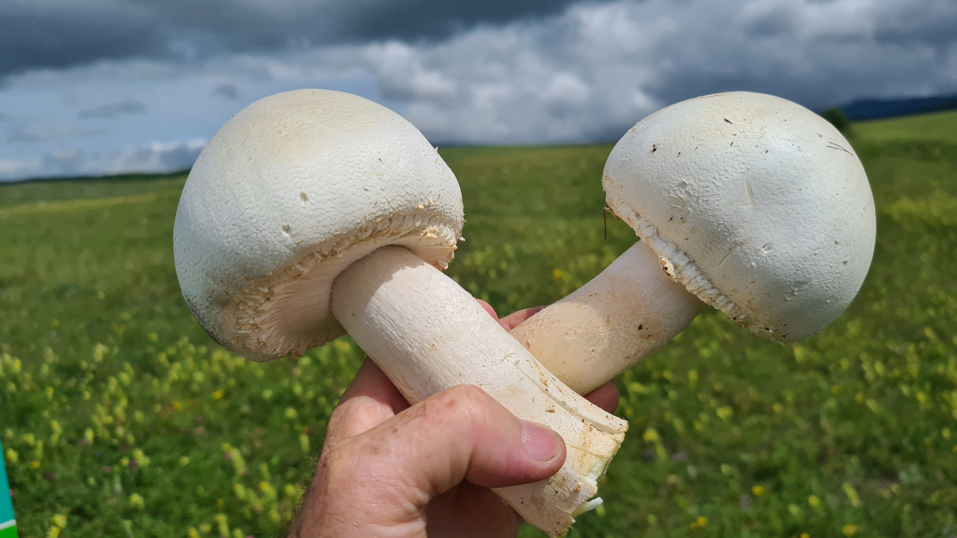 Белый горный гриб в крыму фото и описание