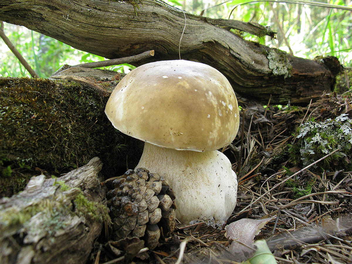 Белые грибы в горах