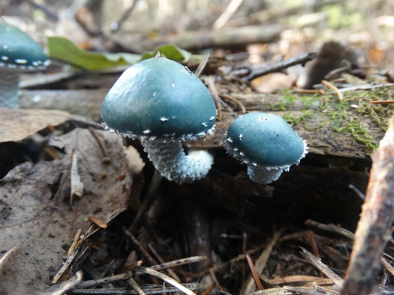 Строфария гриб строфария сине-зеленая
