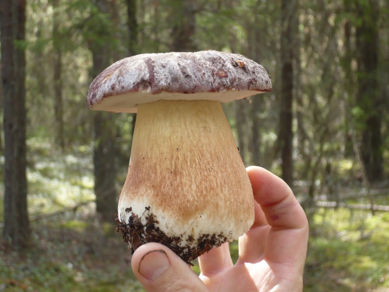 Как выглядит белый гриб фото и описание и