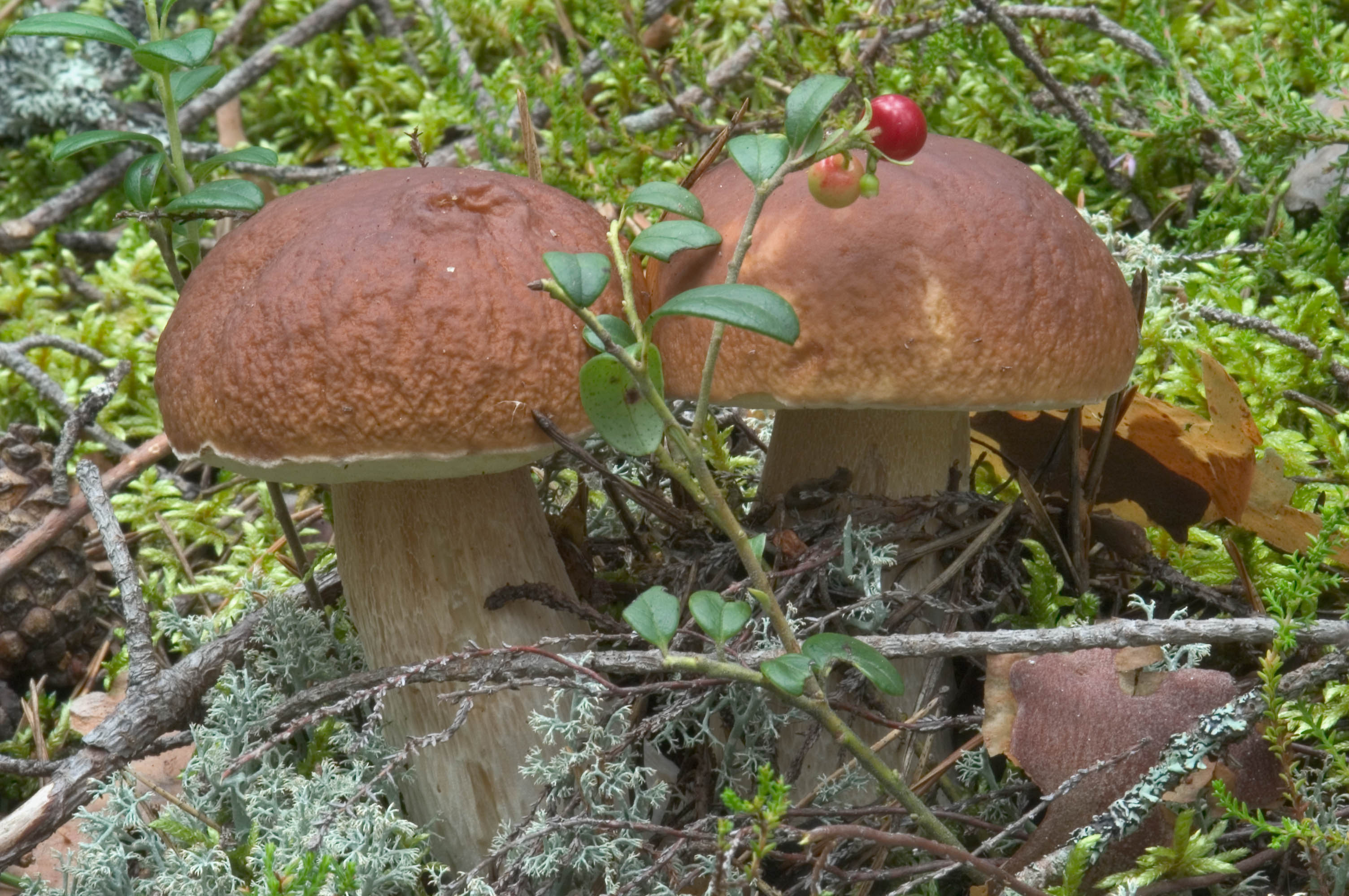 Боровики грибы в Тульской области