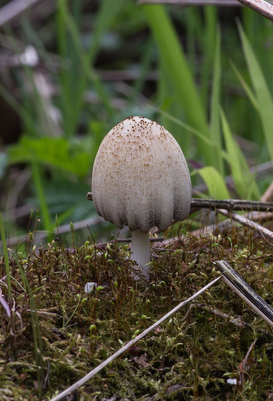 Навозный гриб фото и описание
