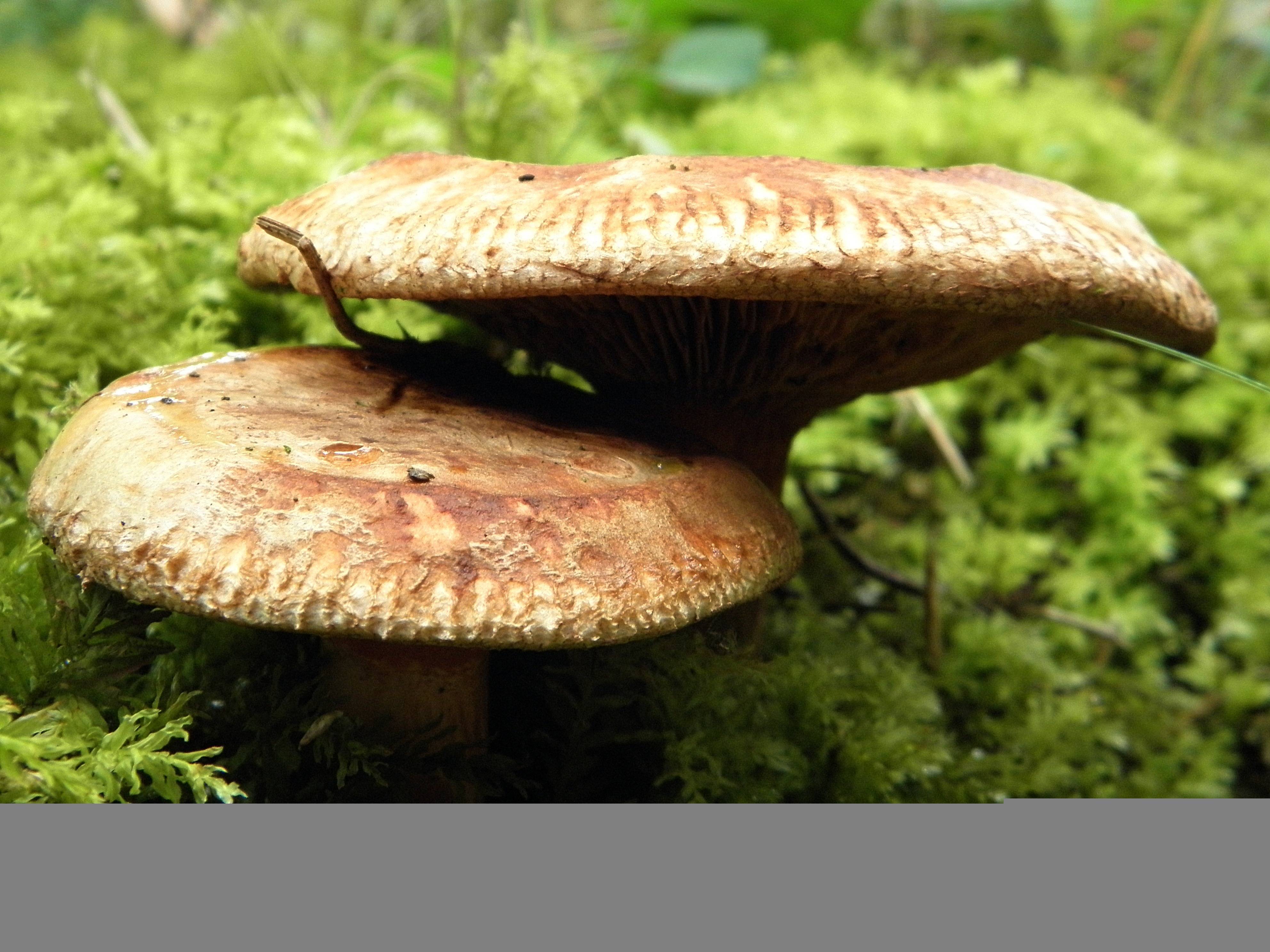 Все виды съедобных грибов с фото