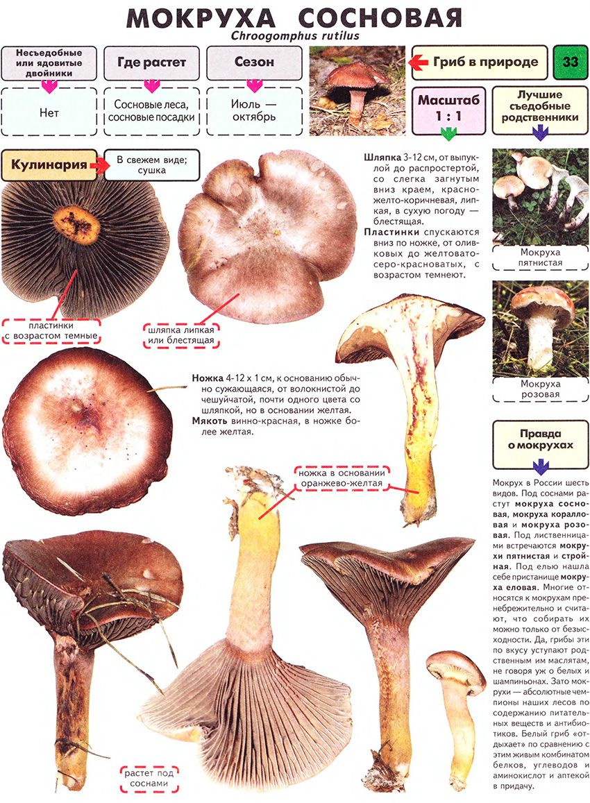 Фото и описание съедобных грибов