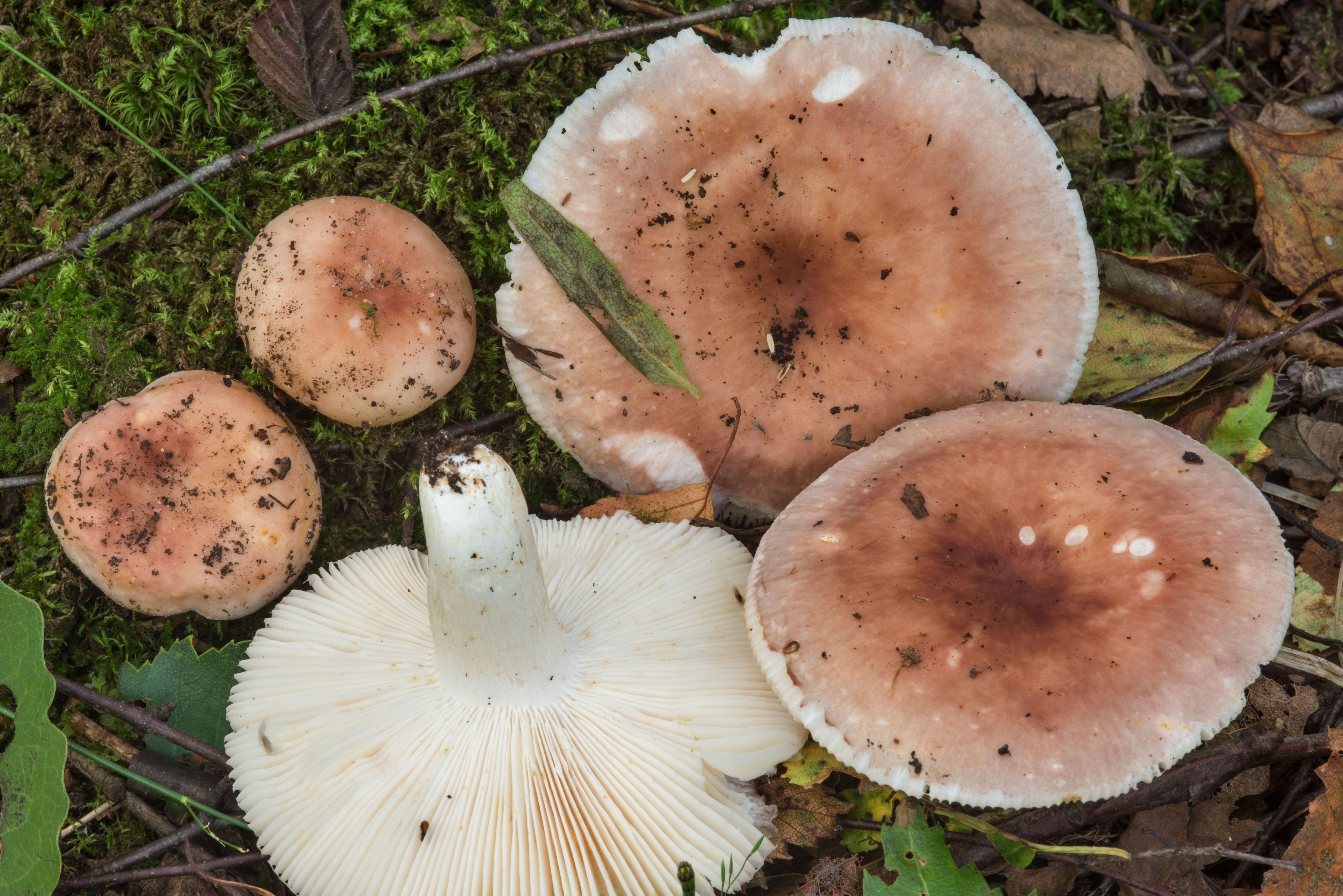 Сыроежки грибы фото съедобные и ложные фото и описание