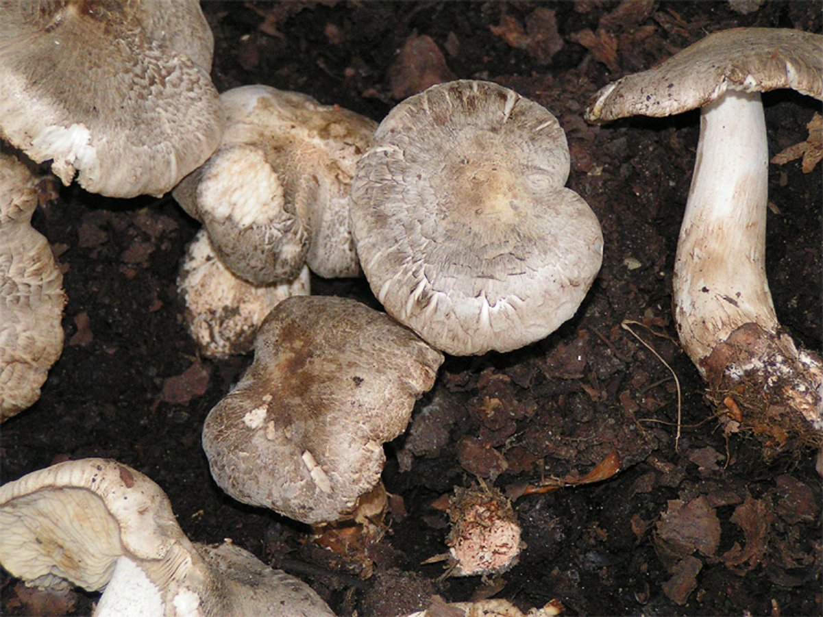 Рядовка ядовитая (Tricholoma pardinum)