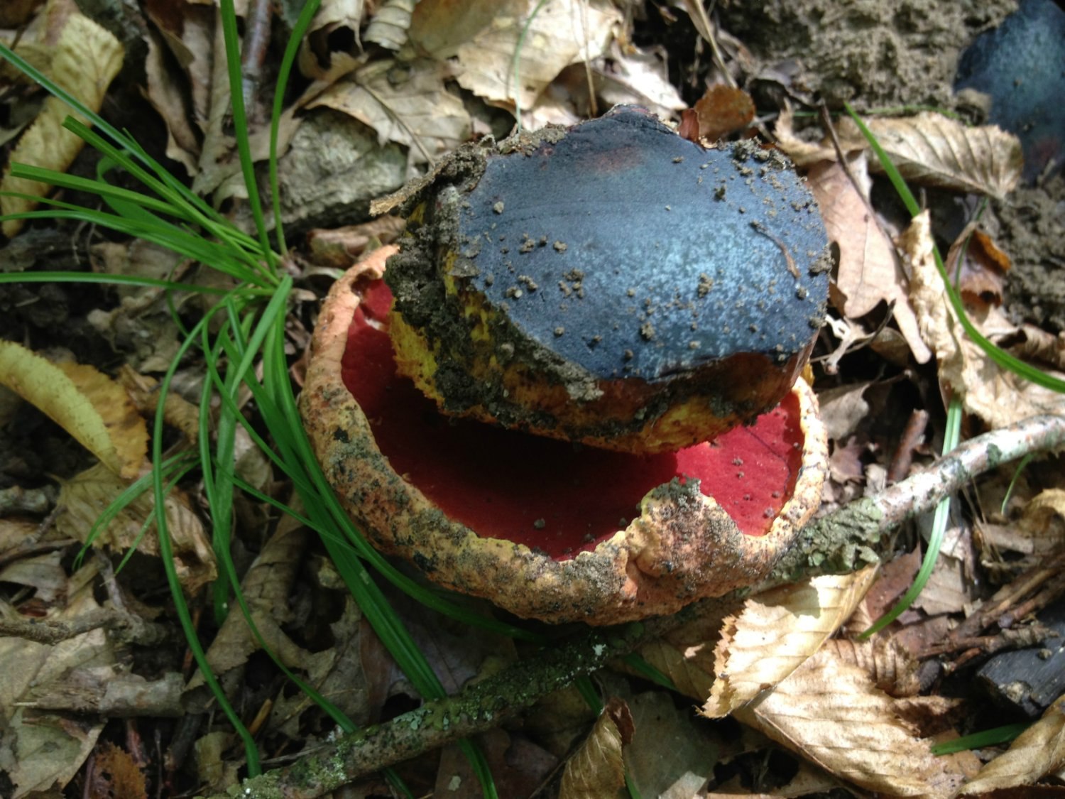 Ядовитый синеющий гриб