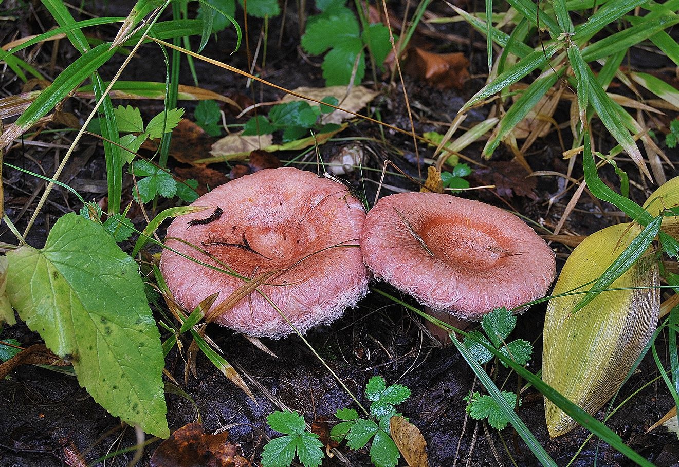 Лесные грибы волнушки