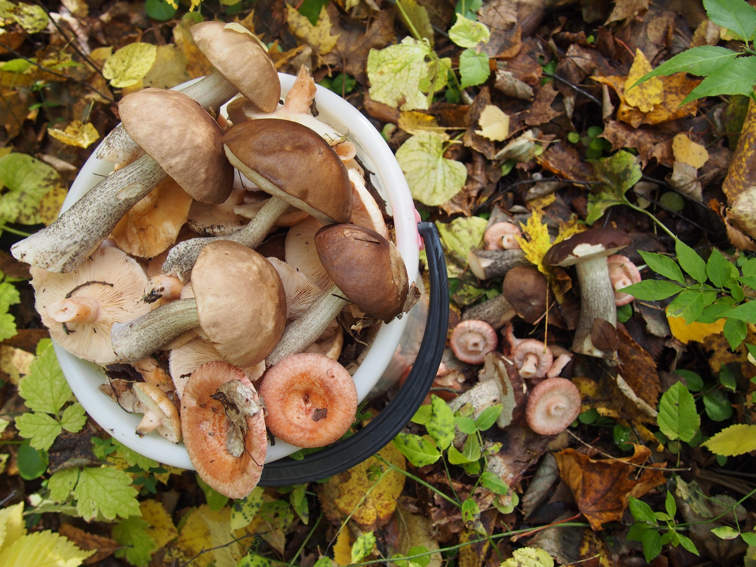съедобные грибы самарской области фото