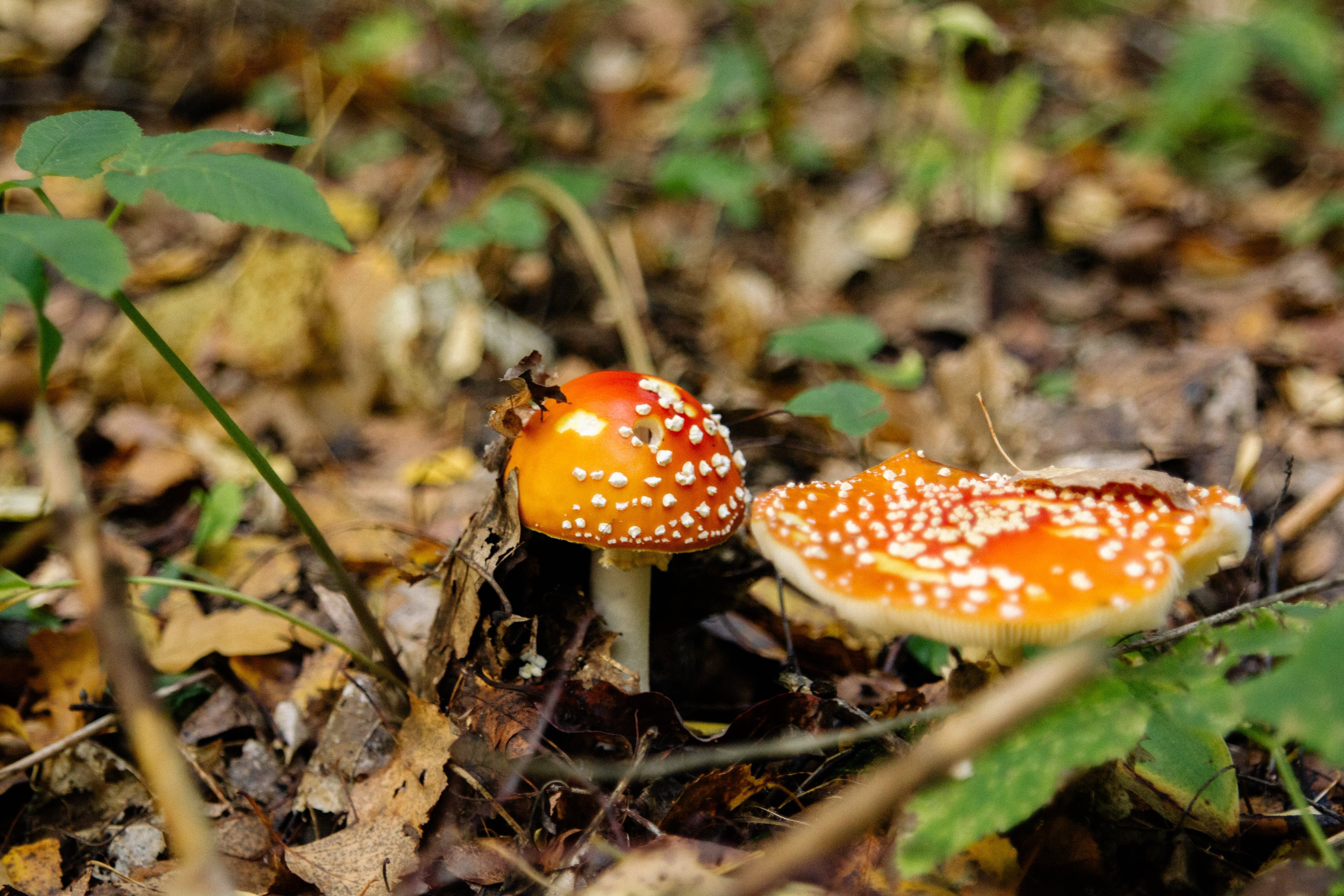 Несъедобные грибы Ленинградской области