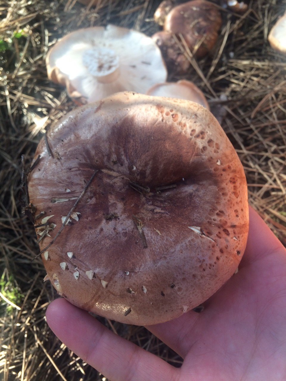 горчаки грибы в крыму фото