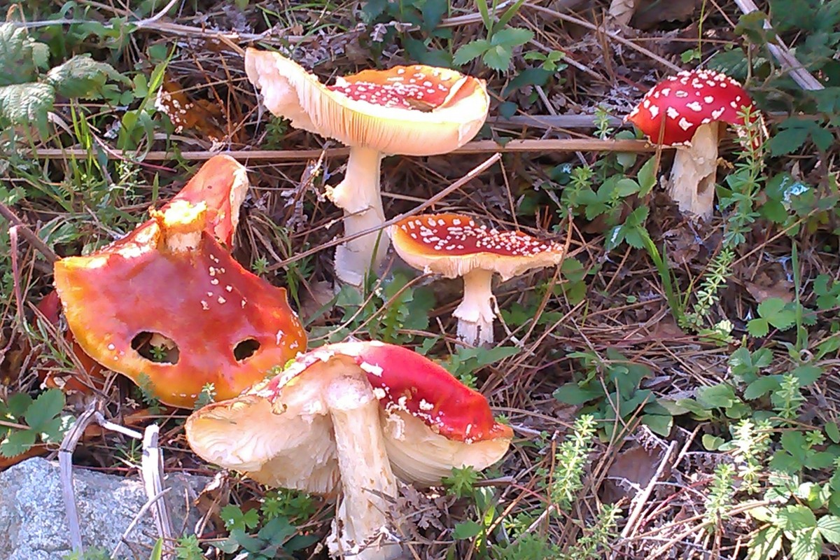 Осенние несъедобные грибы
