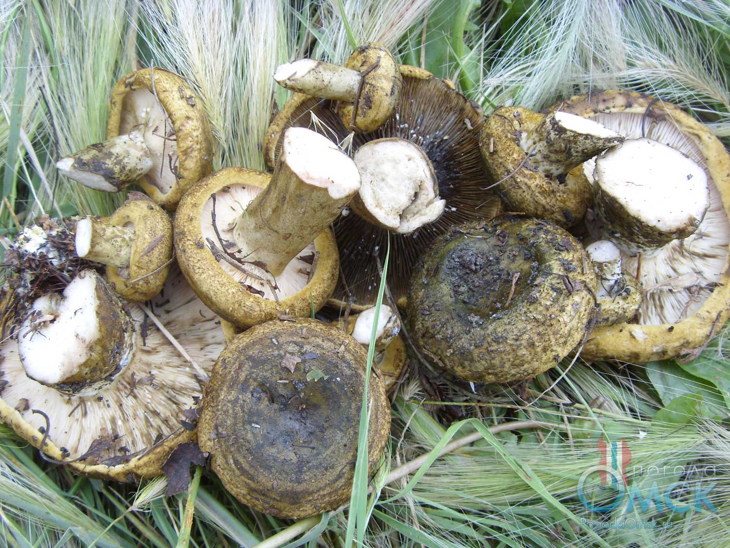 Съедобные грибы оренбургской области фото и названия