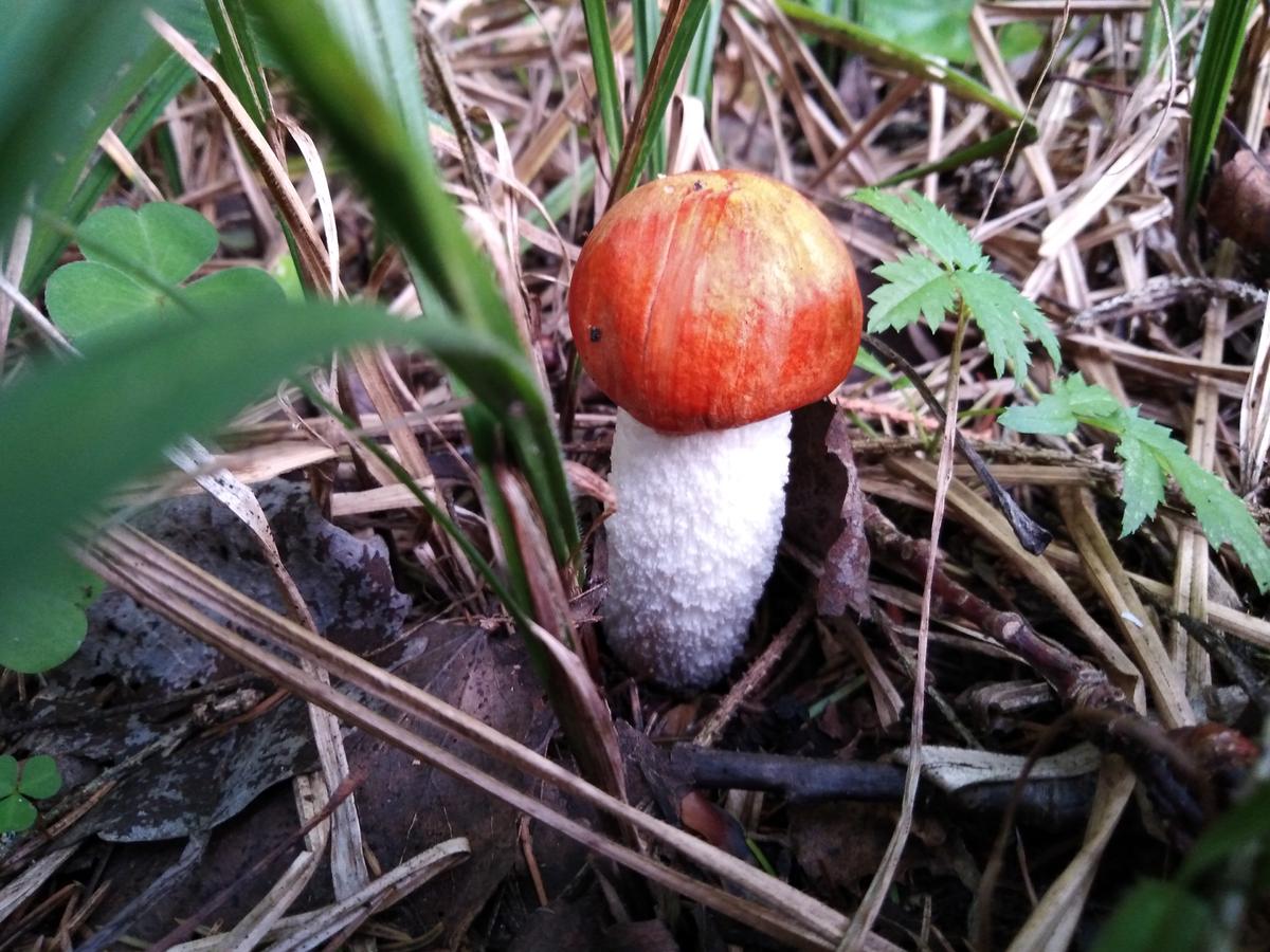 Ядовитые грибы средней полосы