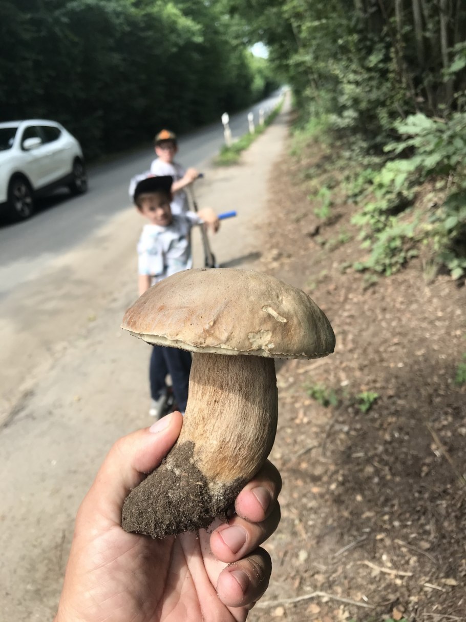 фотографии ложных грибов