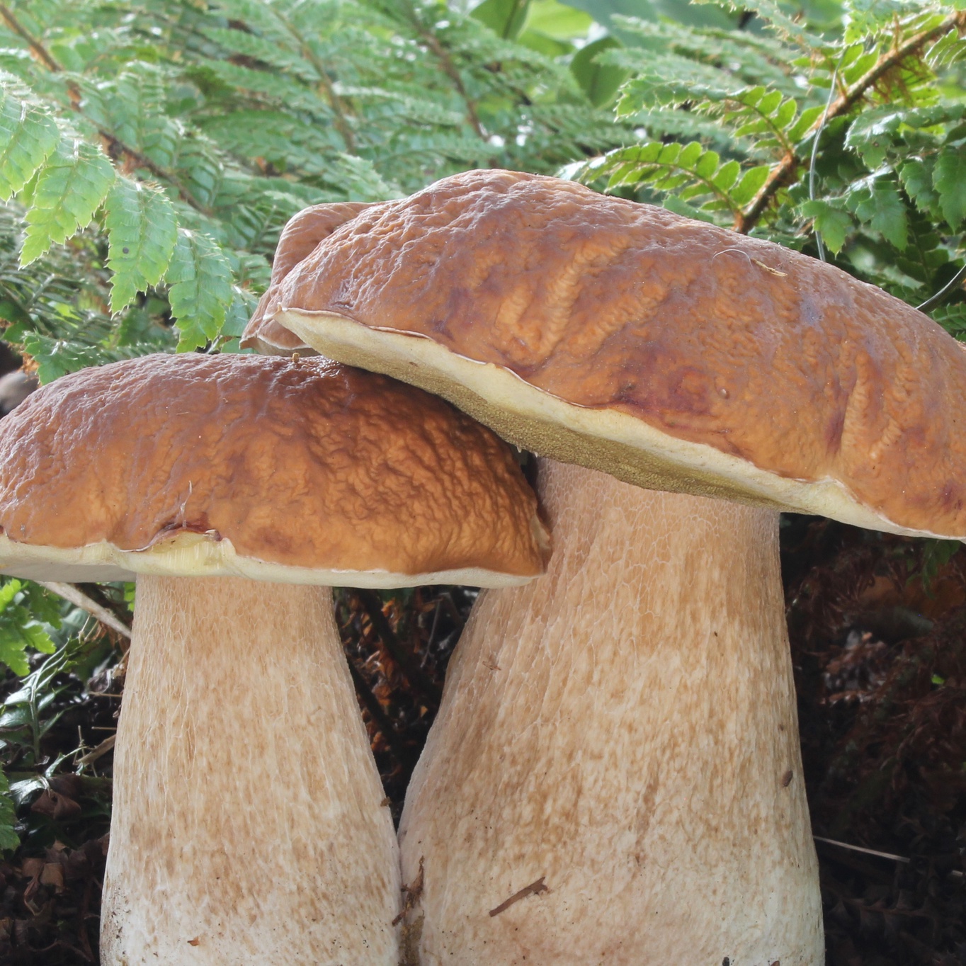 Огромный белый гриб в Ленобласти