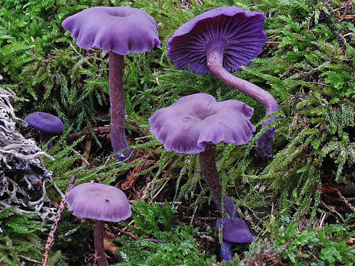 паутинник фиолетовый фото съедобный или нет