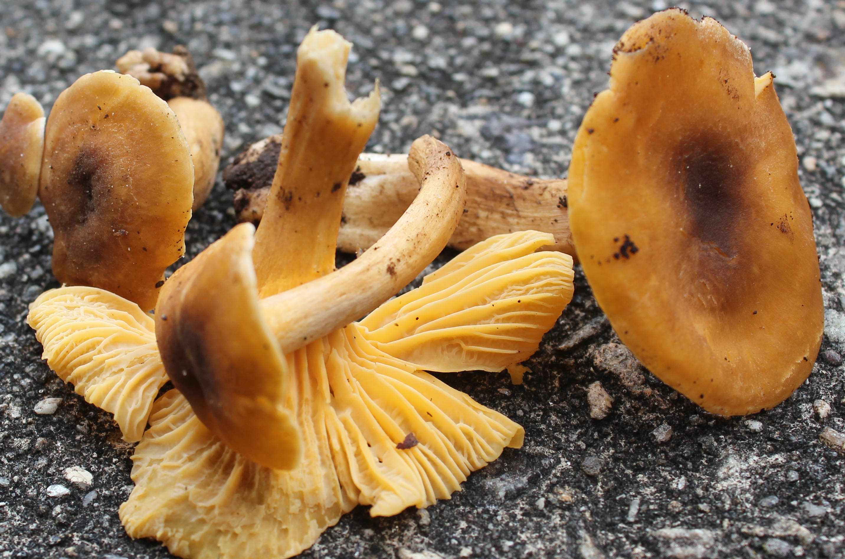 Cantharellus appalachiensis