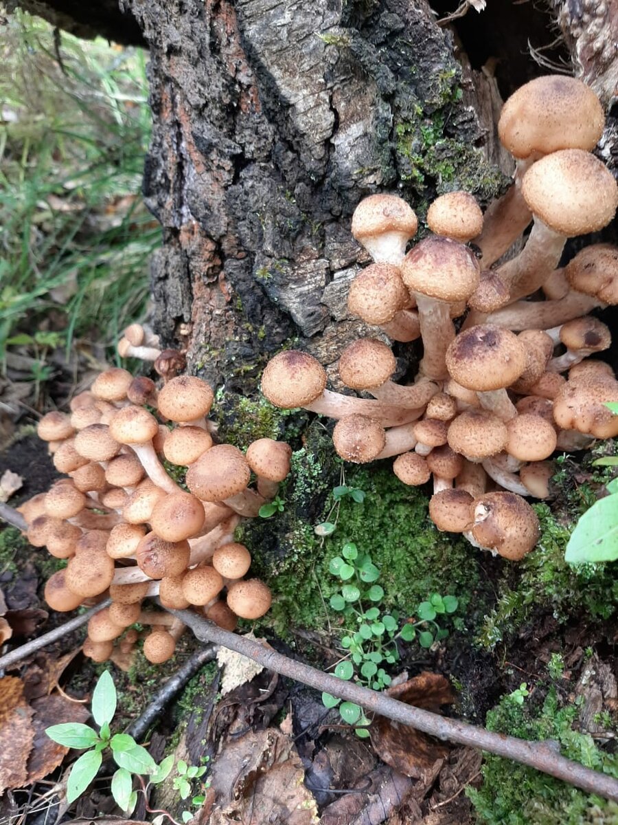 грибы опята травянистые фото