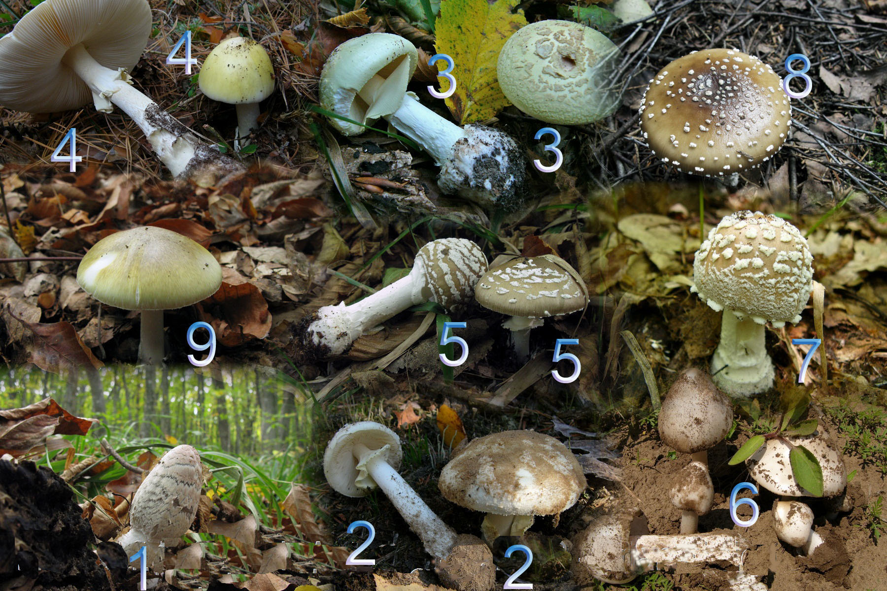 виды грибов фотографии