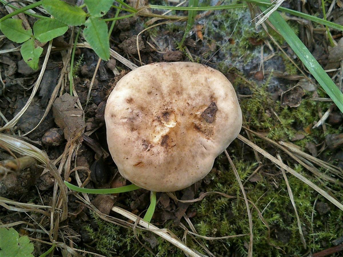 Серушки грибы фото и описание