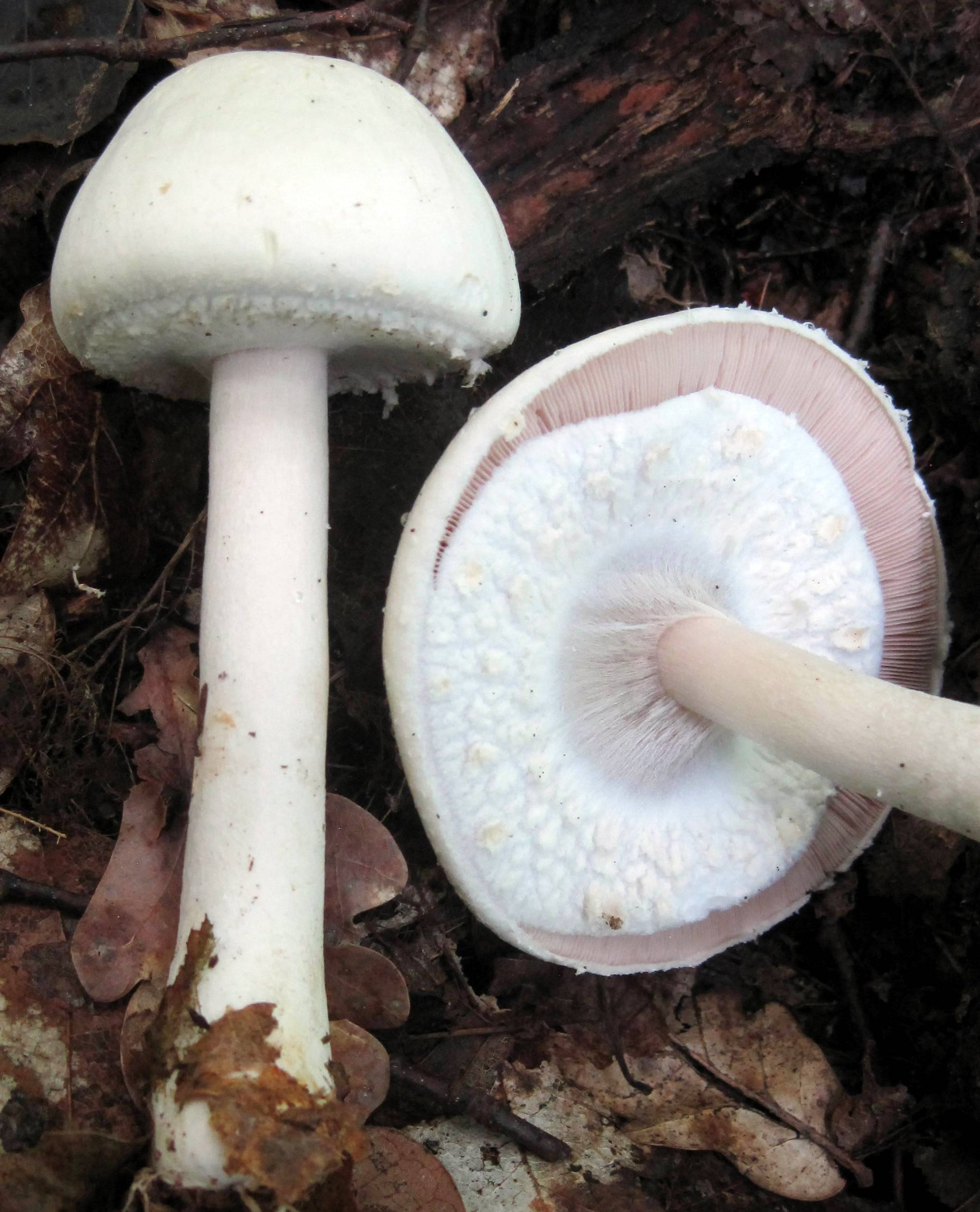 Шампиньон перелесковый гриб