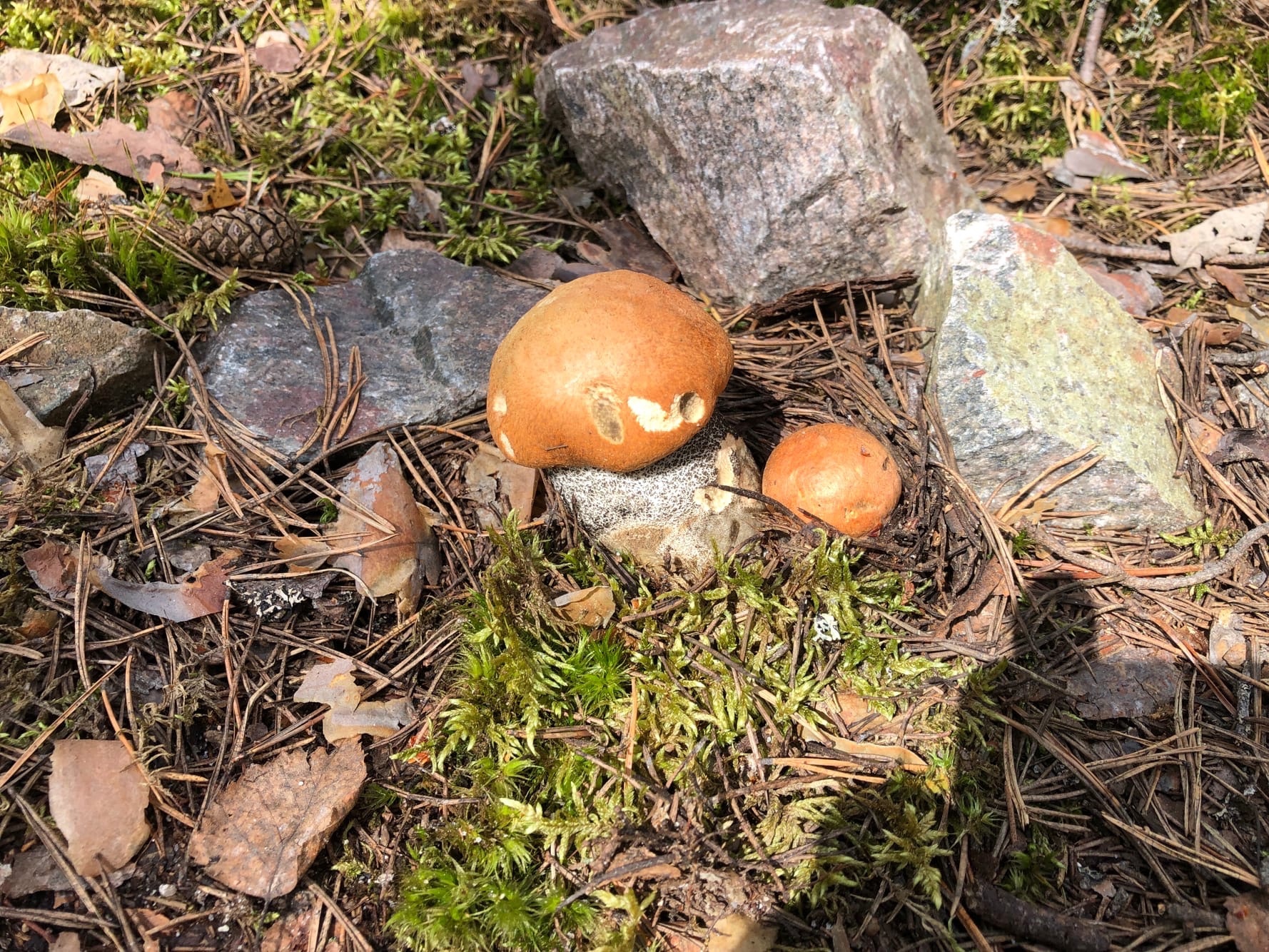 Колосовики грибы