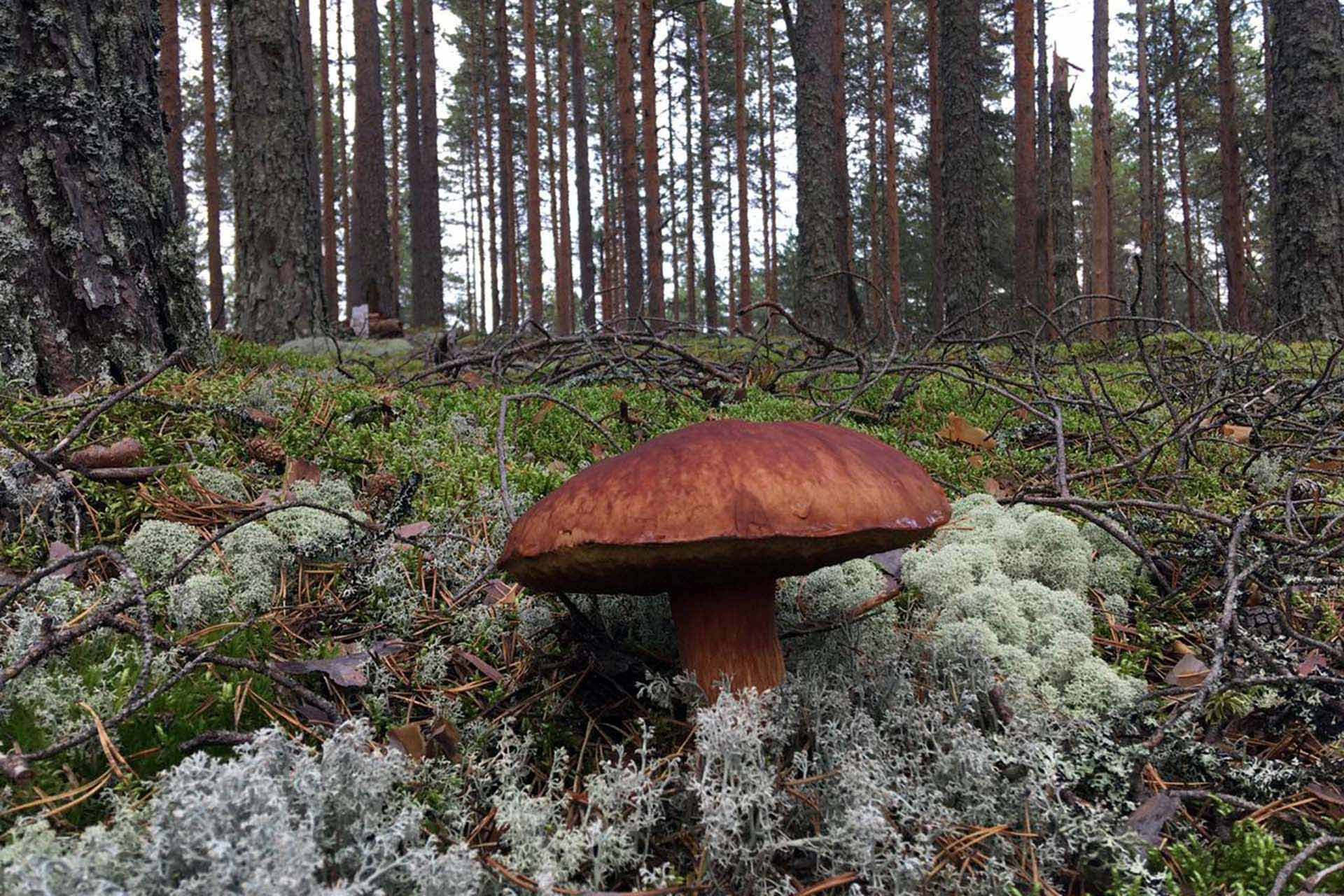 Осень в Карелии за грибами